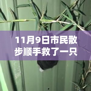 散步奇遇，救助‘鳥界二哈’的自我成長啟示