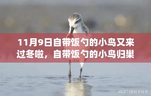自帶飯勺的小鳥歸巢過冬，生態(tài)適應(yīng)還是人類干預(yù)？