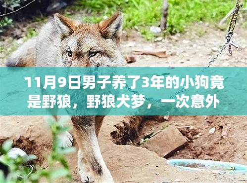 男子意外發(fā)現(xiàn)養(yǎng)了三年小狗竟是野狼，自然探索之旅中的犬狼奇緣