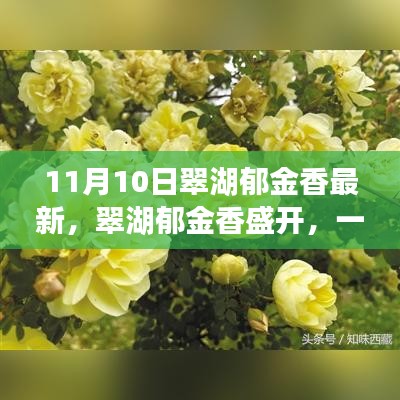 翠湖郁金香盛開，尋找內(nèi)心平靜的芳香之旅記實報道