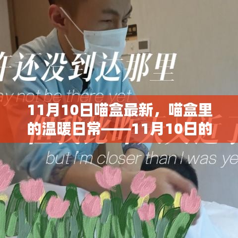 喵盒里的溫暖日常，11月10日的奇妙時(shí)光記錄