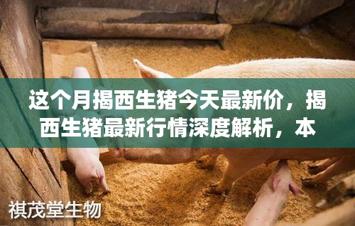 揭西生豬最新行情深度解析，本月市場動態(tài)、競品對比及價格走勢揭秘