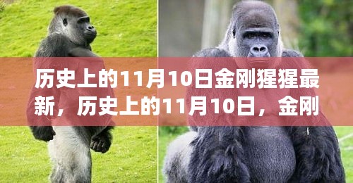 歷史上的11月10日，金剛猩猩的最新解讀與觀點闡述