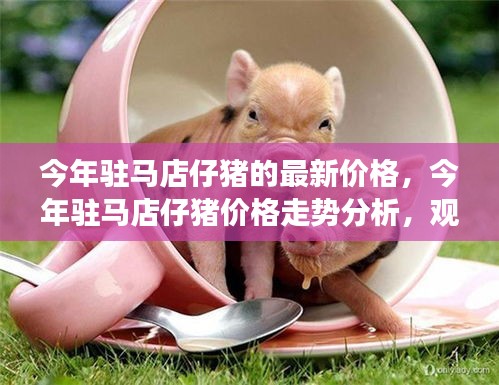 駐馬店仔豬最新價格走勢深度解讀，今年價格分析與觀點闡述