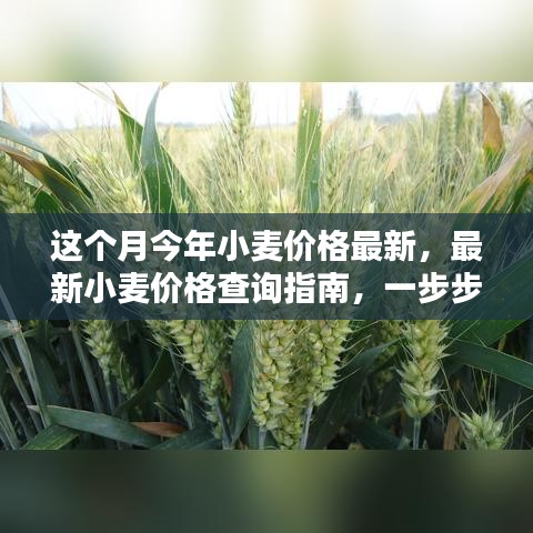 最新小麥價格查詢指南，教你如何獲取本月今年小麥價格信息