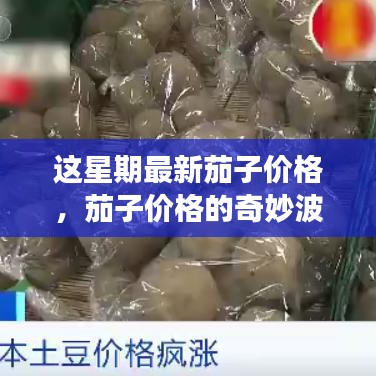 本周茄子價格揭秘，奇妙波動與溫馨菜價之旅
