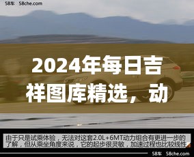 2024年每日吉祥圖庫精選，動態(tài)解讀_SXR232.69遺憾缺席