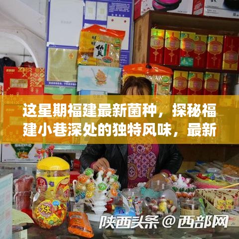 福建小巷深處的獨特風(fēng)味，最新菌種小店之旅探秘記