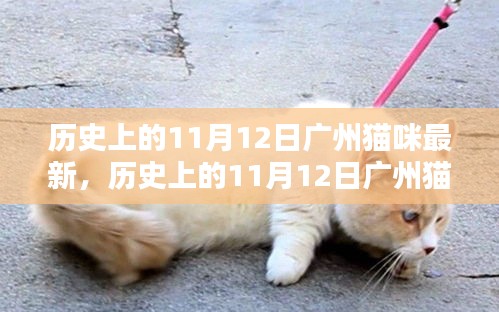 歷史上的廣州貓咪最新動態(tài)，揭秘十一月十二日的貓咪故事