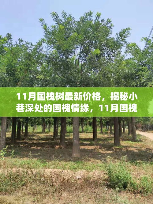 揭秘國(guó)槐情緣，小巷深處的特色小店與最新國(guó)槐樹(shù)價(jià)格解析