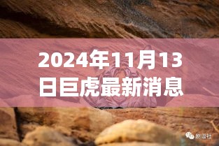 巨虎躍新天，學習力量與自信之光的蛻變——2024年11月13日最新消息