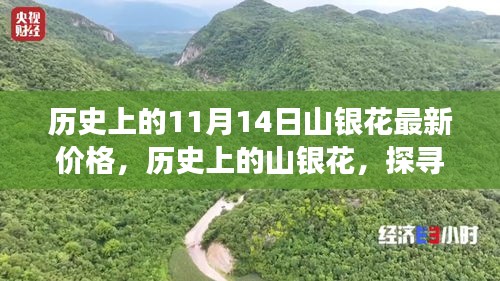 探尋山銀花價格變遷背后的故事與影響，歷史上的最新價格回顧（11月14日）