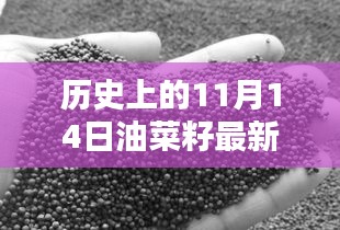 歷史上的11月14日油菜籽價格行情解析及查詢指南，最新行情與查詢步驟全解析