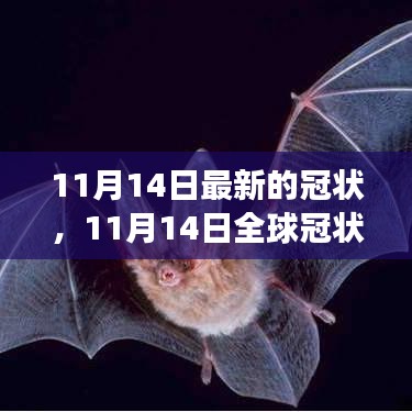 全球冠狀病毒最新進展，關(guān)鍵更新與案例分析（截至11月14日）