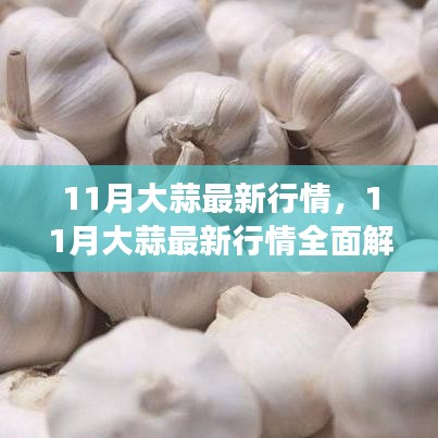 11月大蒜行情全面解析，市場動態(tài)掌握與應對策略