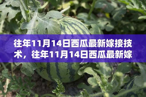 西瓜最新嫁接技術(shù)全解析，入門到精通的步驟指南（往年11月14日版）