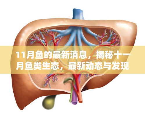 揭秘十一月魚(yú)類(lèi)生態(tài)最新動(dòng)態(tài)與發(fā)現(xiàn)，魚(yú)的最新消息全解析