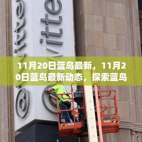 探索藍(lán)鳥新動(dòng)態(tài)，創(chuàng)新與發(fā)展之路（11月20日最新資訊）