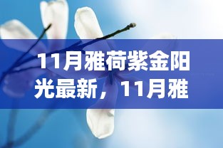 11月雅荷紫金陽光下的勵(lì)志蛻變，自信、成就與正能量并行不悖的旅程