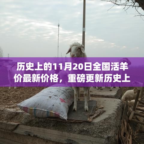 歷史上的11月20日全國活羊價(jià)格最新動(dòng)態(tài)及市場走勢(shì)深度解析