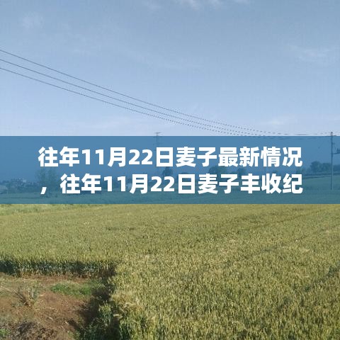 往年11月22日麥子豐收紀(jì)實(shí)，最新動(dòng)態(tài)與收獲喜悅的喜悅分享