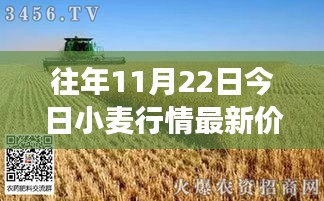 11月22日小麥行情深度解析，最新價格與市場影響力回顧