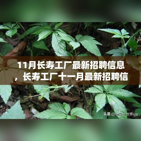 11月長壽工廠最新招聘信息詳解，如何順利應(yīng)聘長壽工廠并提升競爭力？