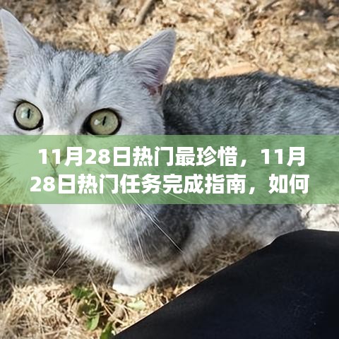 11月28日熱門任務(wù)完成指南，高效珍惜每一天，實現(xiàn)學(xué)習(xí)與進步的飛躍