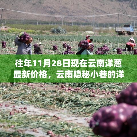 探尋云南隱秘小巷的洋蔥秘香，最新價格與美食奇遇（11月28日）