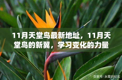 11月天堂鳥新翼展翅，學(xué)習(xí)變化力量，自信翱翔人生藍(lán)天