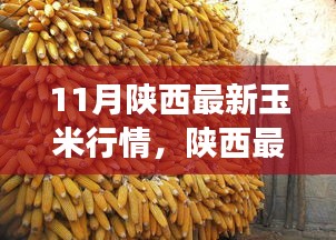 陜西玉米最新行情分析，市場動態(tài)、趨勢展望與行情解讀