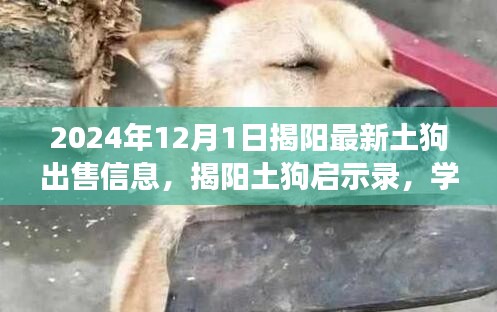 揭陽(yáng)土狗最新出售信息，學(xué)習(xí)力量與自信成就之路的啟示錄