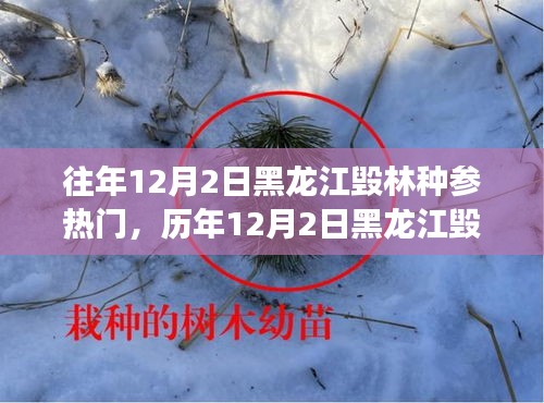 黑龍江毀林種參事件回顧，探尋背后的故事與啟示，歷年12月2日熱門事件聚焦