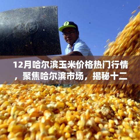 揭秘哈爾濱市場(chǎng)玉米價(jià)格行情，聚焦十二月熱門行情