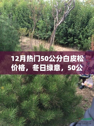 冬季熱門，50公分白皮松的價(jià)格與溫馨故事，冬日綠意盎然