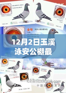 玉溪泳安公棚最新產品全面解析與評測報告