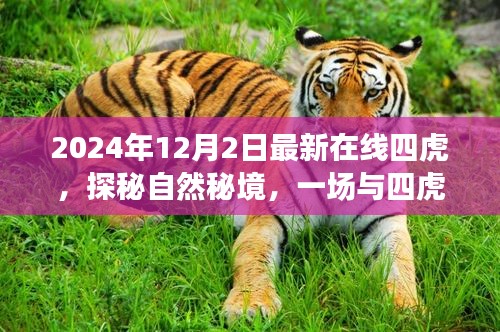 探秘自然秘境，與四虎相伴的心靈之旅（最新在線四虎活動預告）