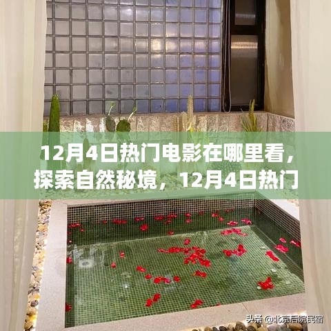 12月4日熱門電影，探索自然秘境，心靈寧靜之旅