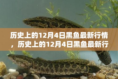 歷史上的12月4日黑魚行情深度解析，特性、體驗、競品對比與用戶群體分析