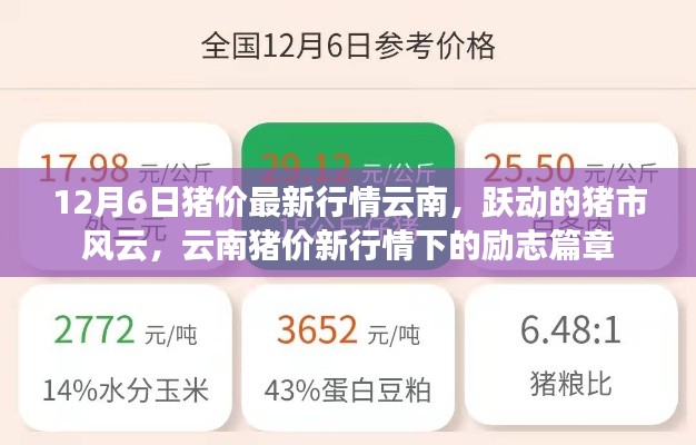 云南豬價(jià)最新動(dòng)態(tài)，市場風(fēng)云涌動(dòng)，豬市勵(lì)志篇章開啟