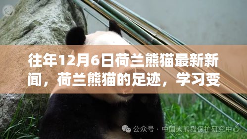 荷蘭熊貓足跡，學習變化與樂觀的力量，最新新聞追蹤