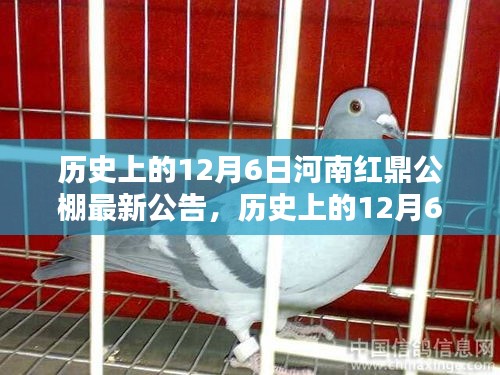 揭秘河南紅鼎公棚歷史公告，最新動態(tài)盡在12月6日揭曉！