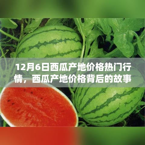 12月6日西瓜產(chǎn)地價(jià)格深度解析，變化的力量與自信的種子