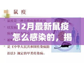 揭秘最新鼠疫感染途徑與預(yù)防措施，預(yù)防勝于恐慌