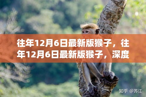 深度解析，歷年12月6日猴子版本演變與猴文化探究