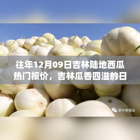 吉林瓜香四溢的日子，瓜農(nóng)的溫馨故事與陸地西瓜熱門(mén)報(bào)價(jià)回顧