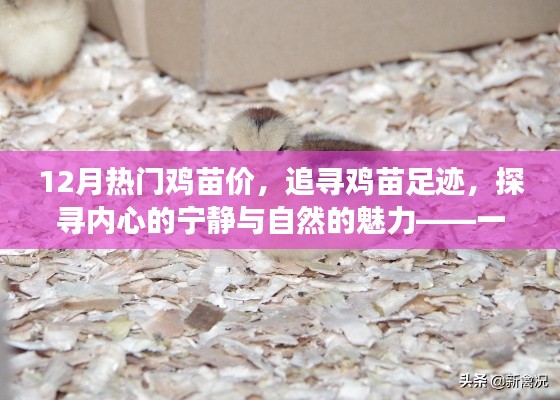 十二月雞苗之旅，探尋熱門價格與自然的魅力
