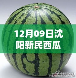 沈陽新民西瓜最新價格與科技魔力，智能報價系統(tǒng)體驗報告（12月版）