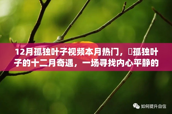 十二月孤獨(dú)葉子視頻，綠色之旅探尋內(nèi)心平靜