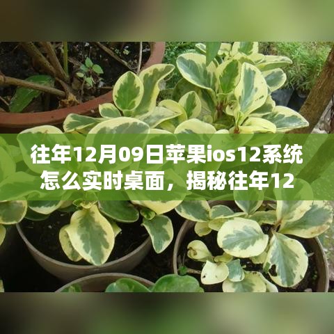 揭秘，蘋果iOS 12系統(tǒng)實(shí)時(shí)桌面設(shè)置指南（往年12月9日發(fā)布）